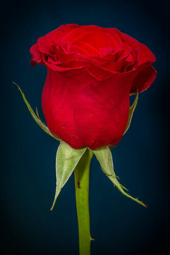 images of rose day