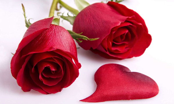 Happy Rose Day Images with Wishes Quotes Happy Rose Day Images