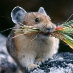 Chinchilla Facts: Interesting Facts about Chinchillas Chinchilla Facts