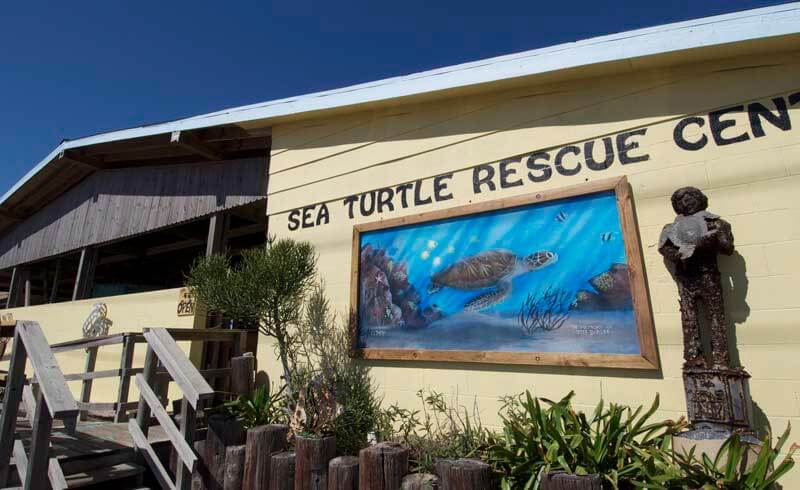 Sea Turtle Inc
