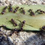 How to Get Rid Of Sugar Ants How to Get Rid Of Sugar Ants