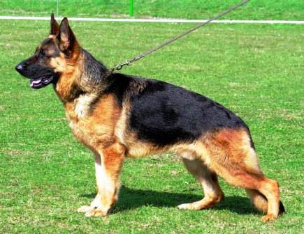 Most Expensive Dog Breeds in the World 2022