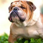 Most Expensive Dog Breeds in the World most expensive dog breeds