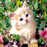 Top 10 Most Expensive Cat Breeds In the World Most Expensive Cat Breeds