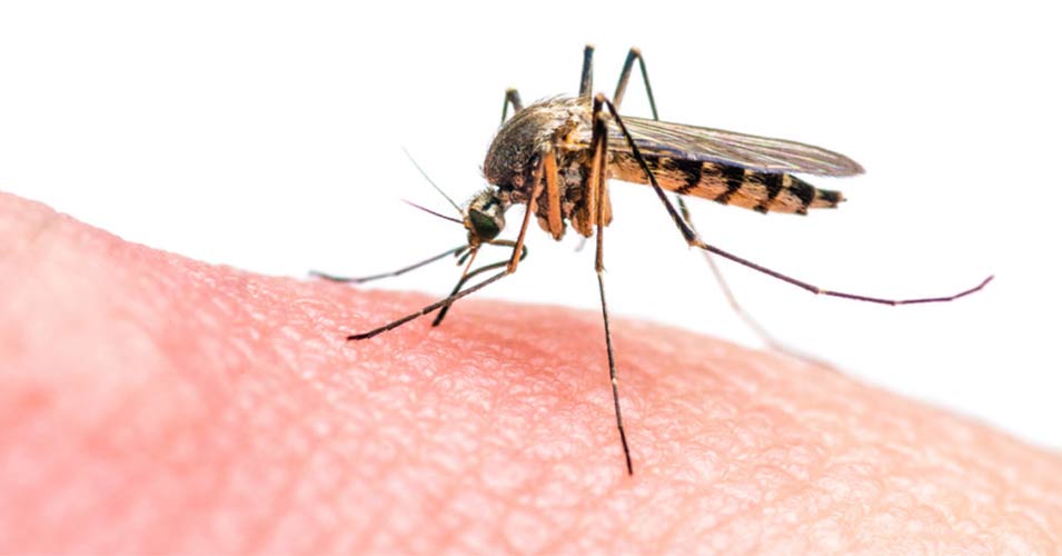 How Long Do Mosquito Bites Last