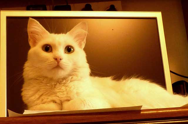 10 Best Virtual Pet Sites Best Virtual Pet Sites