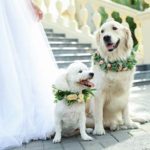 How to Incorporate Dogs in Your Wedding