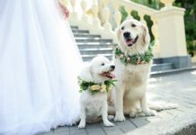 How to Incorporate Dogs in Your Wedding